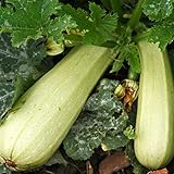 foto Zucchino bianca di Trieste (Semente), miglior prezzo EUR 1,10, bestseller 2024