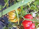 foto SEMI POMODORO MARMANDE PRECOCE, miglior prezzo EUR 5,50, bestseller 2024