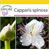 foto SAFLAX - Set per la coltivazione - Cappero - 25 semi - Capparis spinosa, miglior prezzo EUR 9,75, bestseller 2024
