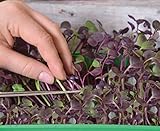 foto Microgreens - Ravanello - foglie giovani dal sapore unico - semi, miglior prezzo EUR 4,09, bestseller 2025