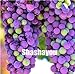 Pinkdose Saldi!Â 100 pz Piante d'uva Nero Uva Albero bonsai Cresce Frutta Bonsai Piante non OGM Cibo commestibile balcone piante da giardino in vaso: 10 nuovo 2024