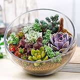 foto Semi di piante grasse - Mescolare semi succulenti, semi di piante in vaso succulente rari, per la casa e giardino, vasi di fiori, 100PCS, miglior prezzo EUR 4,99, bestseller 2024