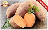 foto Portal Cool 20Pcs Patata Dolce Semi Piante da frutto di Verdure Batata Organic Bonsai Garden DIY, miglior prezzo EUR 9,99, bestseller 2024