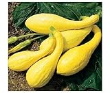 foto 20 semi inizio estate Crookneck Zucchino estivo giallo dorato Heirloom Cream precoce, miglior prezzo EUR 10,99, bestseller 2024