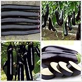 foto Portal Cool 100Pcs nero Melanzana Lunga gigante eddplant semi verdi di verdure Bonsai impianto per, miglior prezzo , bestseller 2025