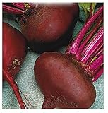 foto 350 C.ca Semi Barbabietola Da Orto Paonazza d'Egitto - Beta Vulgaris In Confezione Originale Prodotto in Italia - Barbabietole, miglior prezzo EUR 7,40, bestseller 2024