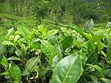 foto Asklepios-seeds - 25 Semi di Camellia sinensis La Camellia sinensis, la pianta del tè, miglior prezzo EUR 5,99, bestseller 2024