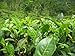 Asklepios-seeds - 25 Semi di Camellia sinensis La Camellia sinensis, la pianta del tè nuovo 2024