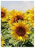 foto TROPICA - Girasole Golden Dream (Helianthus annuus) - 20 Semi- Girasoli, miglior prezzo EUR 3,50, bestseller 2025