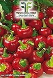 foto 450 C.ca Semi Peperone Tondo Ciliegia Piccante - Capsicum annuum In Confezione Originale Prodotto in Italia - Peperoni tondi piccanti, miglior prezzo EUR 7,40, bestseller 2025