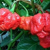 foto Semi Peperoncino Trinidad Scorpion(PIU' PICCANTE AL MONDO!), miglior prezzo EUR 4,40, bestseller 2025