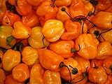 foto PEPERONCINO HABANERO ARANCIONE NR.10 SEMI, miglior prezzo EUR 2,00, bestseller 2024