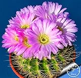 foto Pinkdose Grande promozione! Semillas de Flores 100 pc/Lotto Succulente Pietra Grezza Cactus Bonsai Gambi Tetragonia Fiori in Vaso carnoso, IKAO3W, miglior prezzo , bestseller 2024