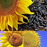 foto BigFamily 1Pack Semi di Girasole Fiore Bonsai Piante in vaso Helianthus Annuus per il giardino, miglior prezzo EUR 7,55, bestseller 2025