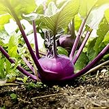 foto Semi viola di Kohlrabi Alka - Brassica oler convar. acephala var. gongylodes, miglior prezzo EUR 3,39, bestseller 2024