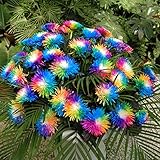 foto Ncient 20/50/100 Semi Sementi di Margarita di Color Di Arcobaleno Semi di Fiori Rari Fiori Piante per Orto Giardino Balcone Interni ed Esterni, miglior prezzo EUR 0,99, bestseller 2024