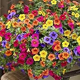 foto Semi Petunia Fuanxi Semi Misti Fiori per Bonsai,Mini Giardino, Balcone (100pezzi), miglior prezzo EUR 1,61, bestseller 2024