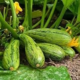 foto Semi di Zucchini Nimba - Cucurbita pepo, miglior prezzo EUR 3,19, bestseller 2024