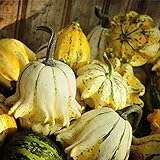 foto Corona di semi di spine di zucca - Cucurbita pepo, miglior prezzo EUR 3,39, bestseller 2024