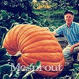 foto 20Pcs Super grandi semi di zucca vegetali non OGM giardino di casa fai da te bonsai dono di semi di zucca gigante commestibile per gli impianti di divertimento di Halloween, miglior prezzo , bestseller 2024