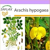 foto SAFLAX - Arachide - 8 semi - Arachis hypogaea, miglior prezzo EUR 3,75, bestseller 2024