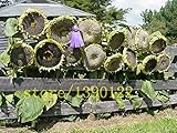 foto 20 pezzi semi di girasole gigante giganti grandi semi di fiori di girasole nero russo semi di girasole per il giardino di casa, miglior prezzo EUR 10,99, bestseller 2025