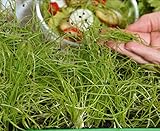 foto Microgreens - Cipolla invernale - foglie giovani dal gusto eccezionale - semi, miglior prezzo EUR 4,09, bestseller 2024