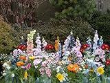 foto 30 varietà e 2500 semi per giardino, parco, giardinaggio, tappeto di fiori, miglior prezzo EUR 18,95, bestseller 2024
