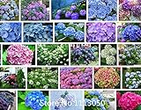 foto 100 / bag semi raro fiore semi Anthurium Andraeanu, balcone in vaso, semi di fiore per il giardino di casa fai da te, miglior prezzo EUR 10,99, bestseller 2024