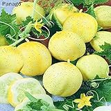 foto Pinkdose 100pcs limone cetriolo Semi organici non OGM di frutta e semi di verdure per casa mini giardino le piante in vaso Semillas de Pepino, miglior prezzo , bestseller 2024