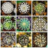 foto Pinkdose 100PCS 12 Tipi Misti Piante Succulente Cactus Piante Piante Bonsai Case vegetali Giardinaggio Vasi di Fiori Balcone Fiori Best-Sellin: Misto, miglior prezzo , bestseller 2025