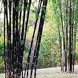foto Bluelover Piante da Giardino 100Pcs Bambù Nero Semi Cortile Phyllostachys Nigra, miglior prezzo EUR 6,19, bestseller 2024