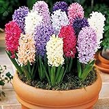 foto Sunlera 100pcs / bag Giacinto Seeds Seeds in vaso bonsai semi dei fiori per il giardino domestico Pianta, miglior prezzo EUR 1,35, bestseller 2024