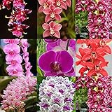 foto Ncient 100 Semi Sementi Cymbidium 11 Tipi Semi di Fiori Rari Profumati per Orto Giardino Balcone Interni ed Esterni, miglior prezzo EUR 1,99, bestseller 2024