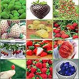 foto 12 confezioni diversi semi di fragola (verde, bianco, nero, rosso, blu, giganti, Mini, Bonsai, Normale Rosso, Pineberry) E3508, miglior prezzo EUR 11,70, bestseller 2024