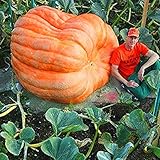 foto Gfone 20pcs / bag semi di zucca semi di zucca gigante di Halloween giardino domestico, miglior prezzo EUR 3,29, bestseller 2024