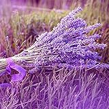 foto SemiRosa 10PZ/20PZ/50PZ/100PZ Semi di Lavanda Profumata Extra da Piantare Lavandula Angustifoglia Fioritura Colorata Semi di Fiori Giardino Campo Balcone, miglior prezzo EUR 0,79, bestseller 2024