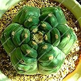 foto Pinkdose 100pcs Rare Piante Bonsai Mix Lithops 24 Tipi di Cactus Piante Bonsai Garden Organic Succulente Bonsai Balcone Fiore Che piantano, miglior prezzo , bestseller 2025