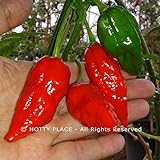 foto NAGA MORICH (Bangladesh) 10 SEMI PURI peperoncino Re Cobra piccante pungente, miglior prezzo EUR 4,89, bestseller 2024