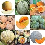 foto Portal Cool 11: 20 Pz/borsa Semi di melone Delicious Melone Seeds Home Garden Plants Btl8, miglior prezzo EUR 9,99, bestseller 2025