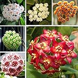 foto Ncient 100 Semi Sementi di Hoya Colore Misto Orchidea di Palla Semi Fiori Rari Profumati Piante per Orto Giardino Balcone Interni ed Esterni, miglior prezzo EUR 1,59, bestseller 2024