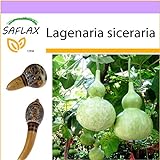 foto SAFLAX - zucca a bottiglia - 15 semi - Lagenaria siceraria, miglior prezzo EUR 3,75, bestseller 2024