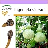 foto SAFLAX - zucca a bottiglia - 15 semi - Lagenaria siceraria, miglior prezzo EUR 3,75, bestseller 2024