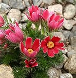 foto Semi di fiore di Pasqua rossa - Anemone pulsatilla, miglior prezzo EUR 3,44, bestseller 2024
