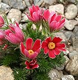 foto Semi di fiore di Pasqua rossa - Anemone pulsatilla, miglior prezzo EUR 3,44, bestseller 2024