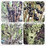 foto Pinkdose Pianta ornamentale Plinia cauliflora Semi 100 Pz familiari semi Myrtaceae Jabuticaba frutta Novel stabilimento brasiliano di semi d'uva albero, miglior prezzo , bestseller 2025