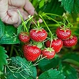 foto Fragola Tresca semi - Fragaria ananassa, miglior prezzo EUR 4,79, bestseller 2025