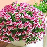 foto Ncient 20 Semi Sementi di Geranio Geranium Semi di Fiori Rari Pianta Profumati per Orto Giardino Balcone Interni ed Esterni, miglior prezzo EUR 0,99, bestseller 2024