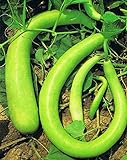 foto ZUCCA LUNGA SERPENTE DI SICILIA NR.20 SEMI, miglior prezzo EUR 3,30, bestseller 2025