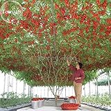 foto Heirloom gigante pomodoro Albero, 100 semi, sano deliziosa nutriente frutti commestibili E3617, miglior prezzo EUR 10,99, bestseller 2024